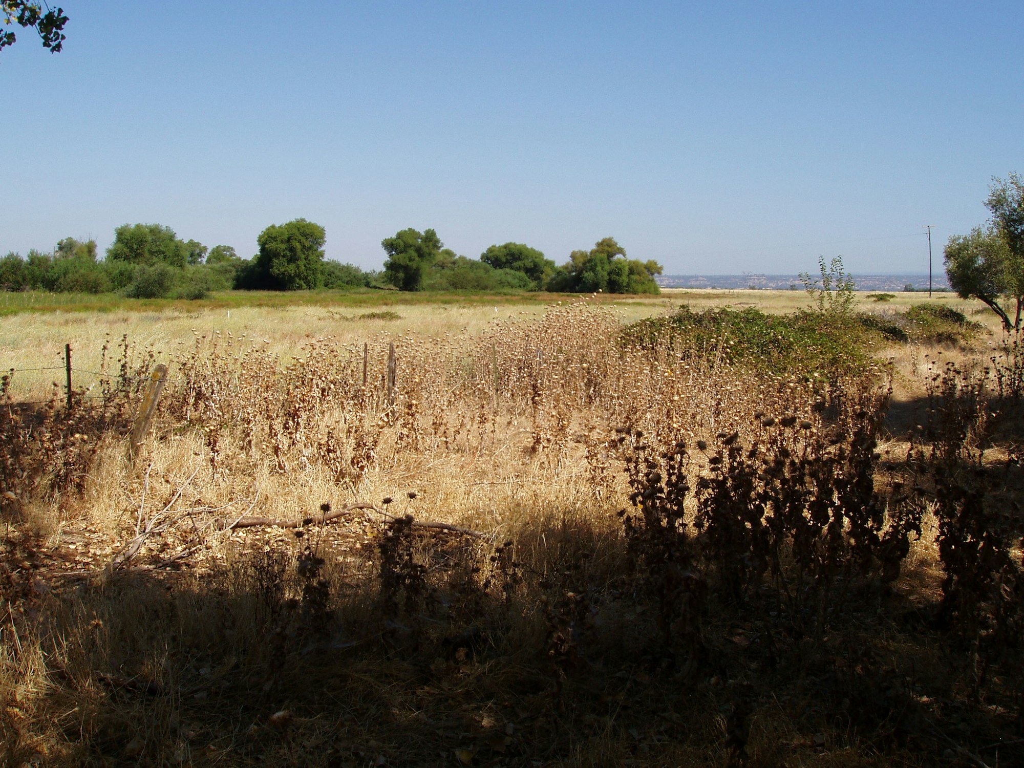 An open field with dry grass and scattered green bushes under a clear blue sky.