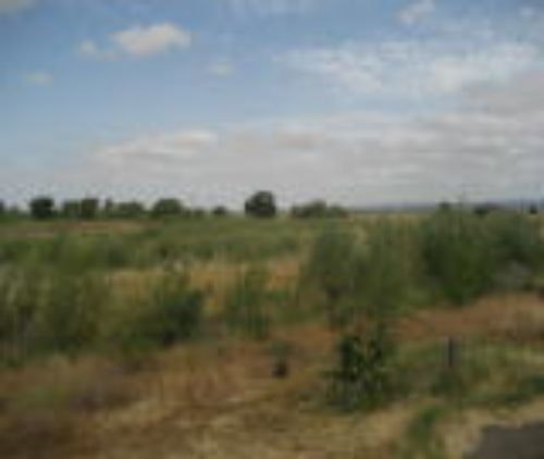 A grassy landscape with scattered trees under a cloudy sky.