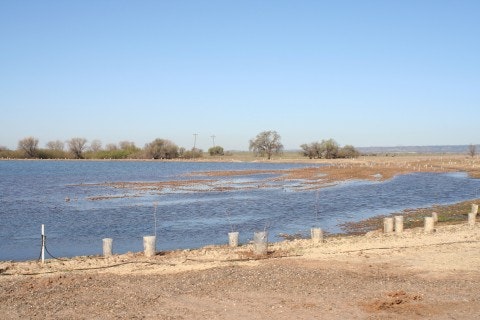 A flooded field with a fence in the foreground and trees in the distance under a clear blue sky.