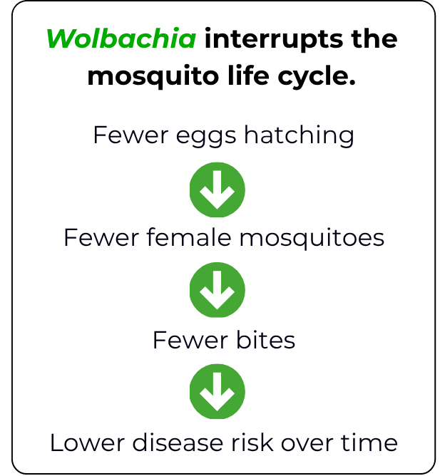 Wolbachia disrupts the mosquito life cycle, leading to fewer eggs, female mosquitoes, bites, and reduced disease risk.