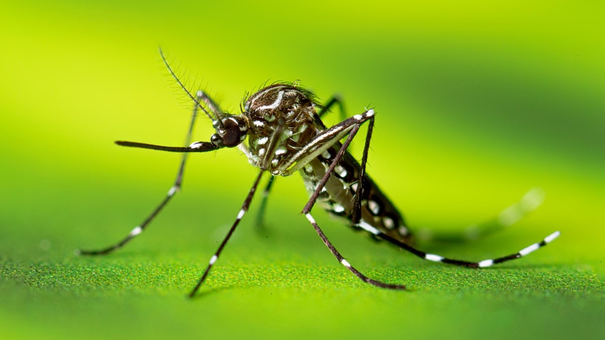 A close-up of a mosquito on a green surface.