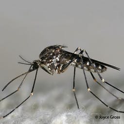 May contain: insect, animal, mosquito, and invertebrate