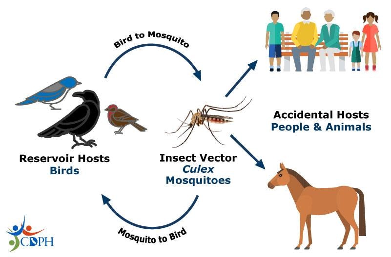 An illustration showing the disease transmission cycle involving birds as reservoir hosts, Culex mosquitoes as vectors, and people/animals as accidental hosts.