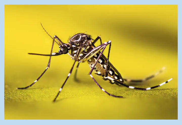 Close-up of a mosquito on a yellow surface.