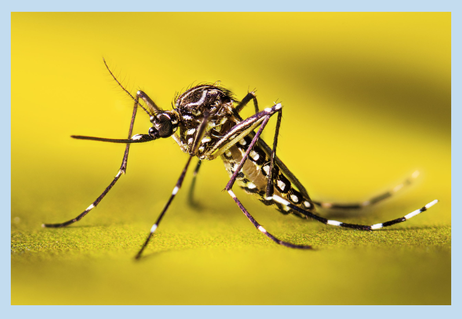 Close-up of a mosquito on a yellow surface.
