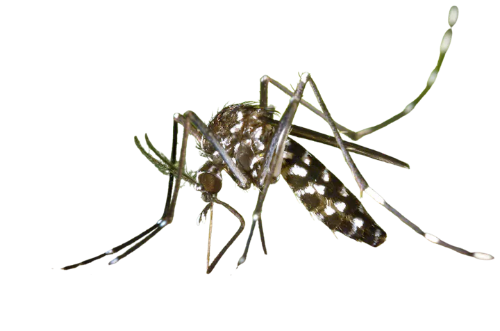 May contain: animal, insect, invertebrate, and mosquito