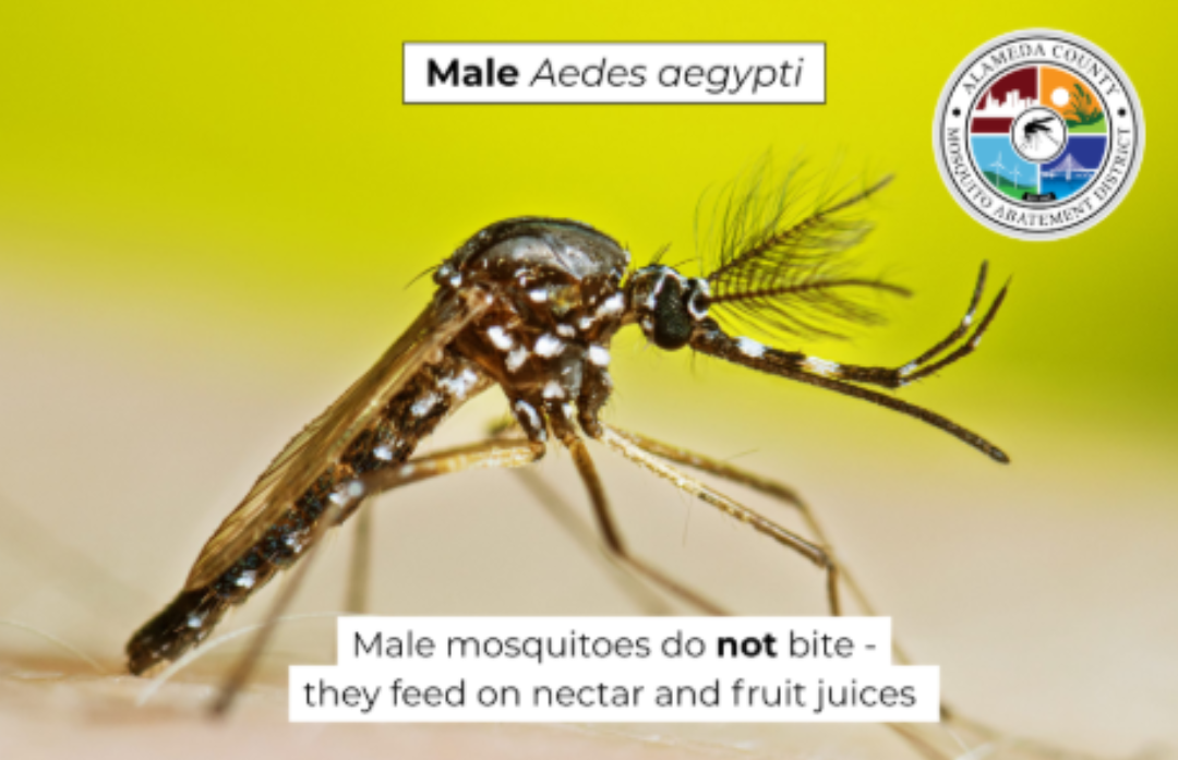 The image depicts a male Aedes aegypti mosquito, which does not bite and feeds on nectar and fruit juices.
