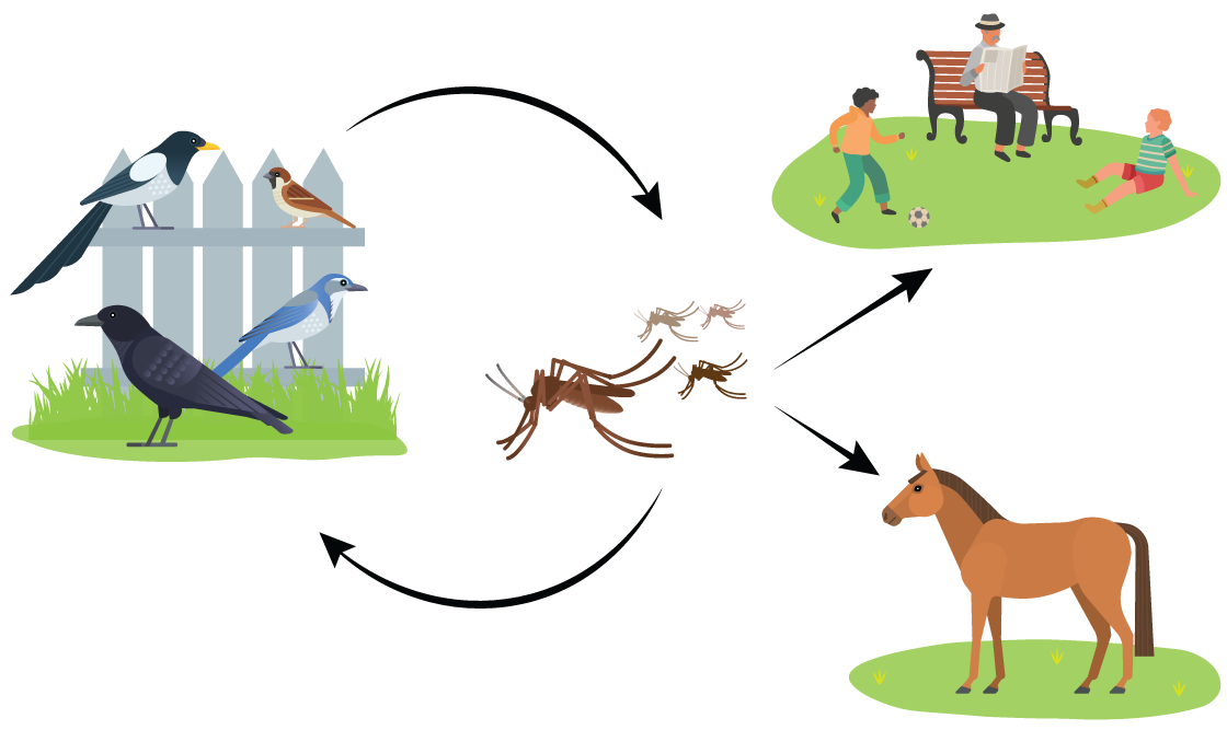 May contain: animal, bird, person, horse, and mammal