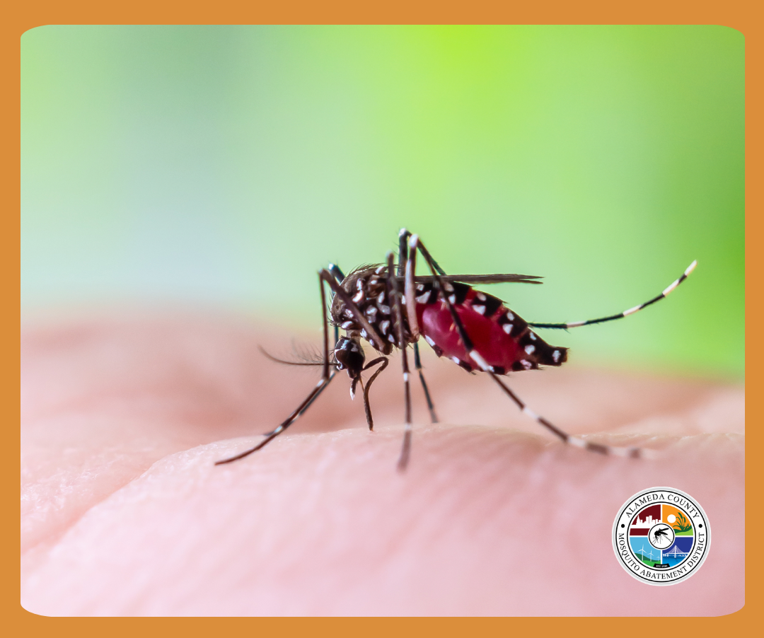 A close-up of a mosquito feeding on a person's skin, showing its distinct features and a blurred green background.