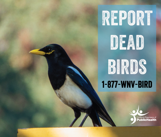 May contain: animal, bird, and magpie