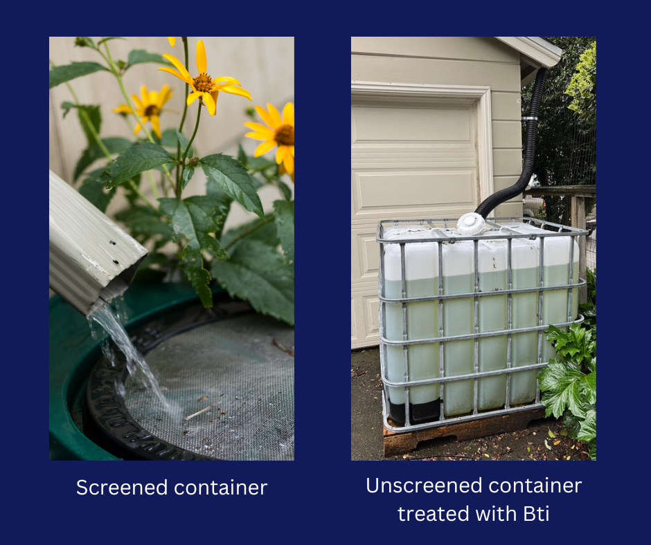 Left: Water flows into a screened container with flowers. Right: Unscreened container treated with Bti by a garage.