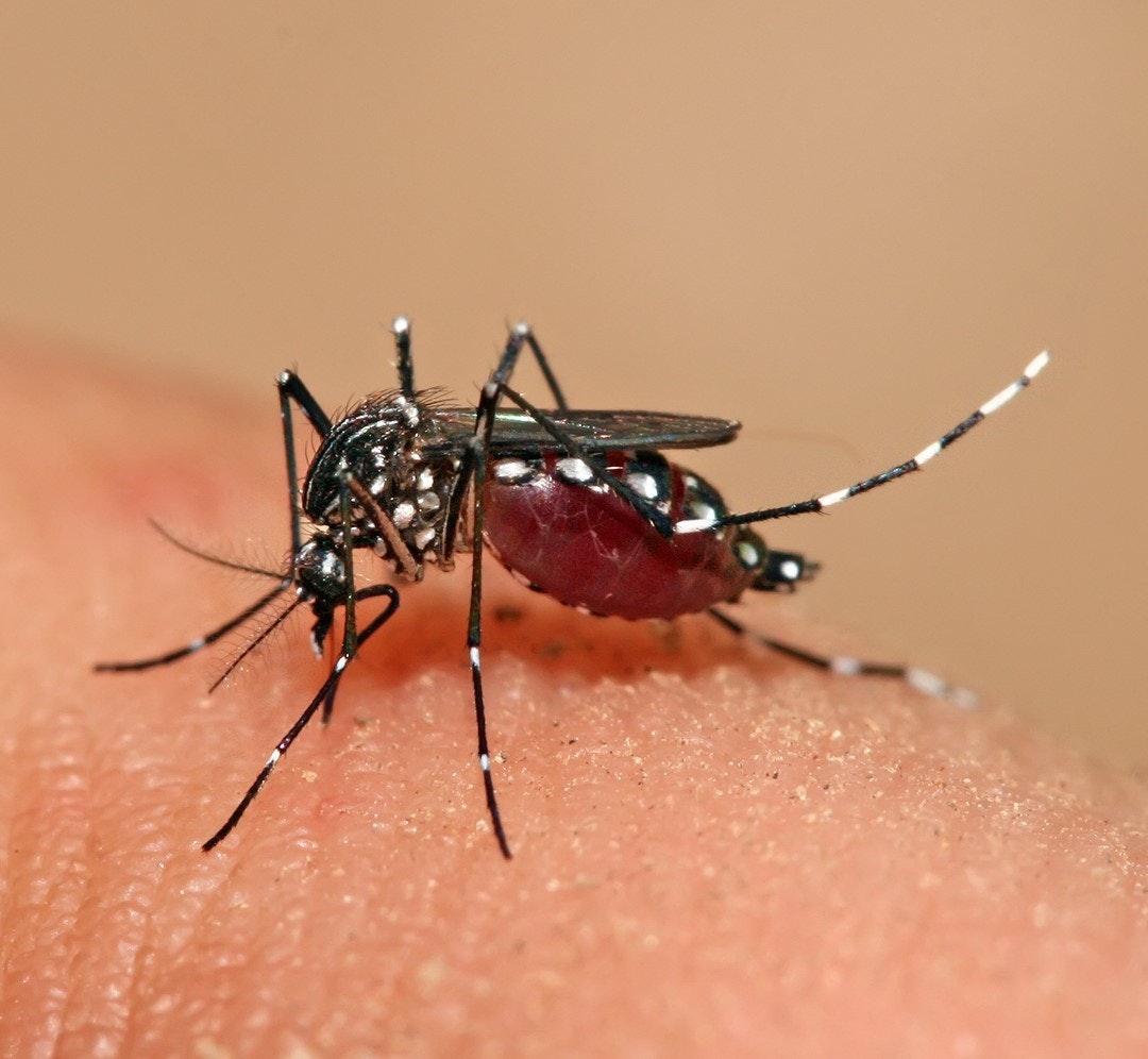A mosquito feeding on human skin, abdomen swelling with blood.