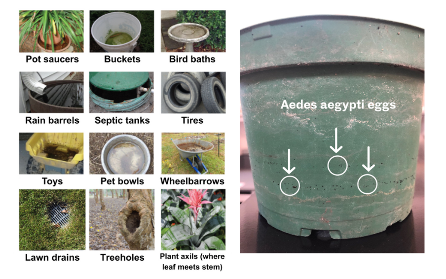 A chart of mosquito breeding sites and a flower pot with labeled Aedes aegypti eggs.