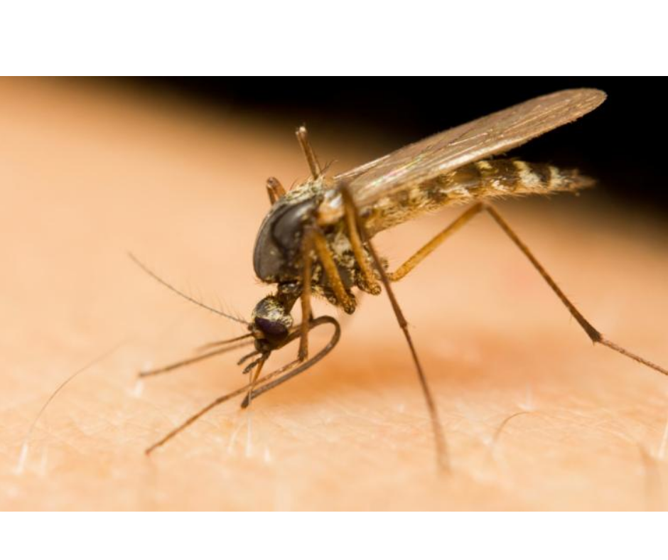 May contain: mosquito, animal, insect, and invertebrate