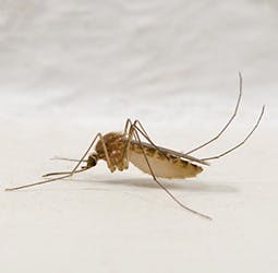 May contain: insect, animal, invertebrate, and mosquito