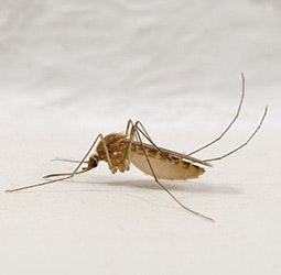 May contain: insect, animal, invertebrate, and mosquito