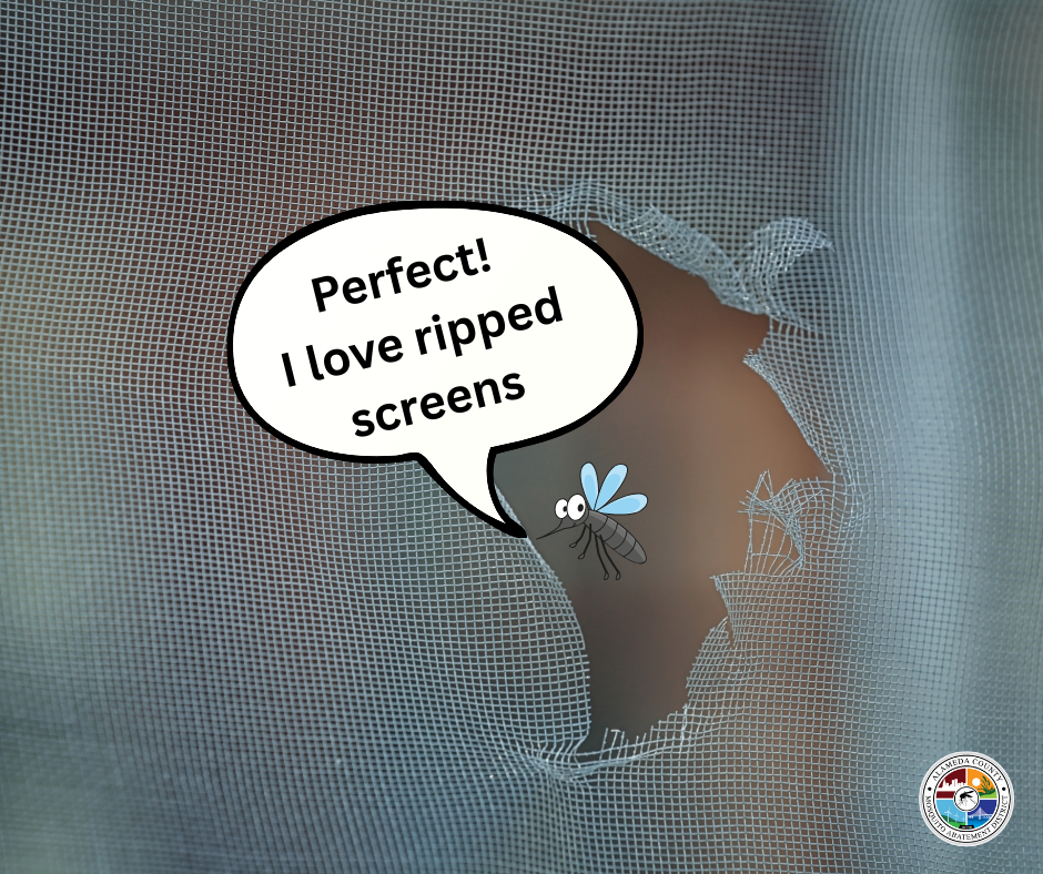 A cartoon bug excitedly remarks on a hole in a screen, saying it loves ripped screens.
