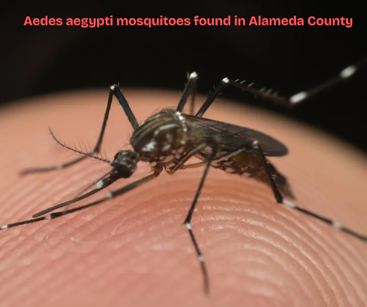 Close-up of Aedes aegypti mosquito on a finger; text notes its presence in Alameda County.