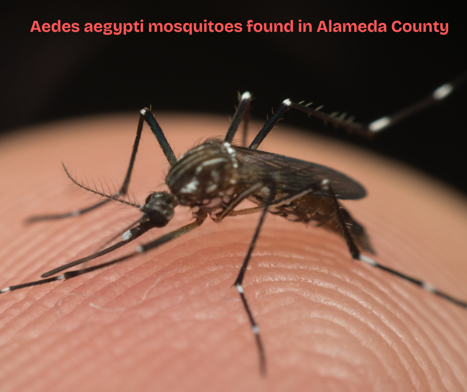 Close-up of Aedes aegypti mosquito on a finger; text notes its presence in Alameda County.