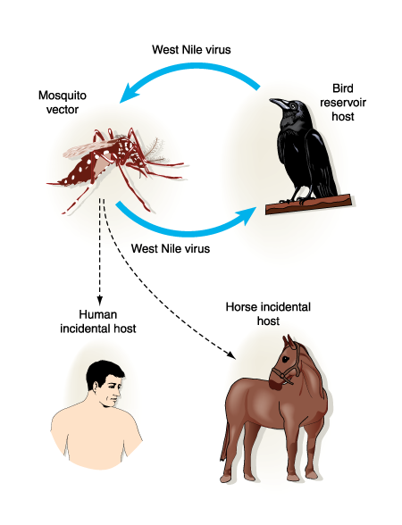 West Nile Virus Alameda County Mosquito Abatement District West Nile Virus Alameda County Mosquito Abatement District