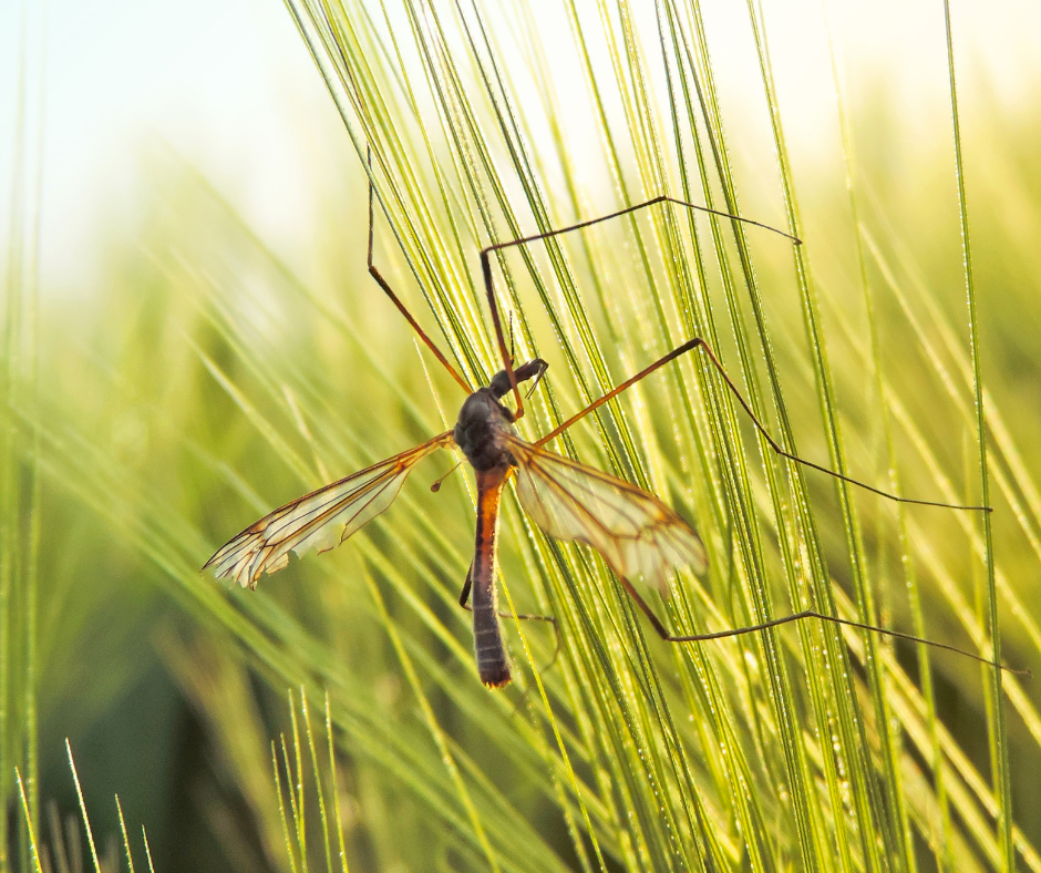 A close-up of a delicate insect with long legs resting on green grass, illuminated by soft sunlight.