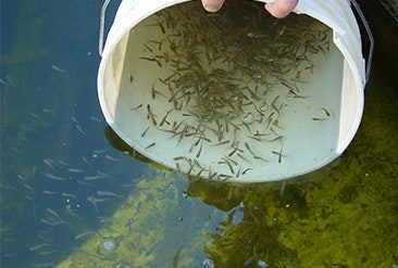 Bucket with fish