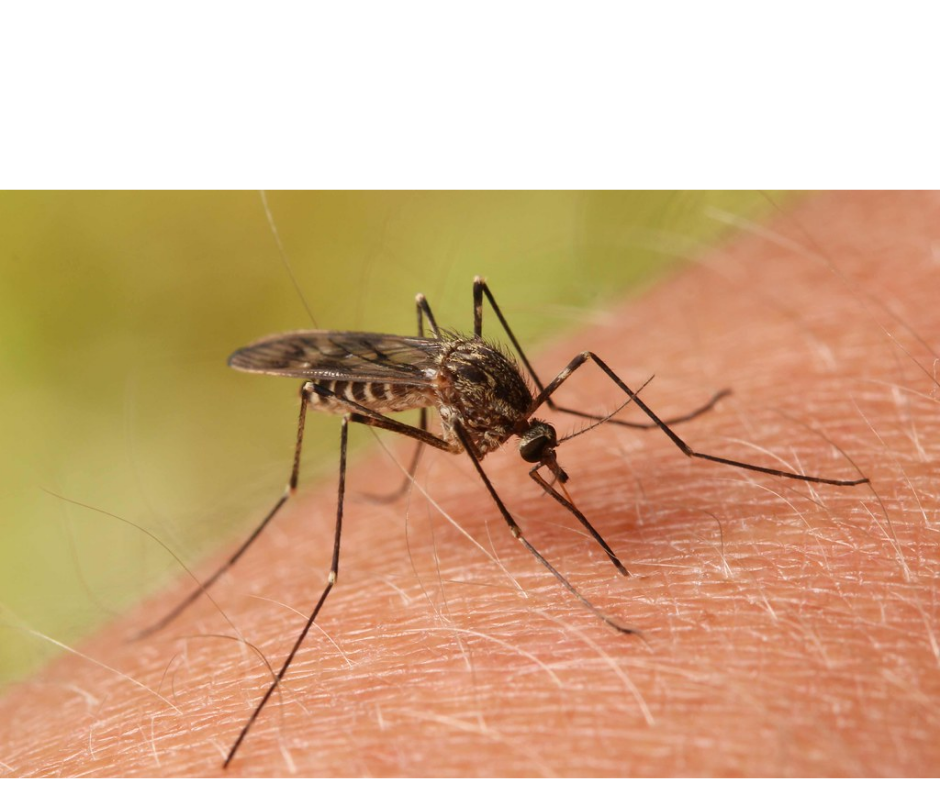 May contain: mosquito, insect, animal, and invertebrate