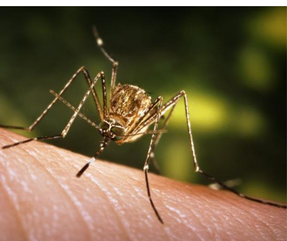 May contain: mosquito, insect, invertebrate, and animal