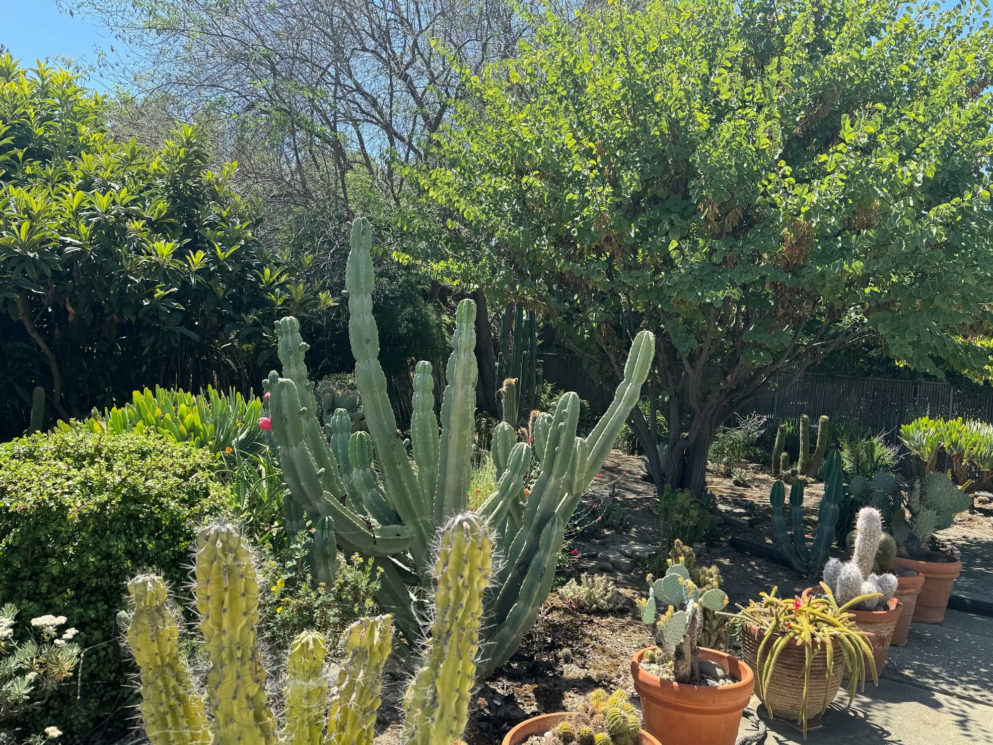 A sunny garden with various cacti and plants in pots, surrounded by lush greenery and trees.