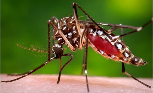 Close-up of a mosquito biting human skin.