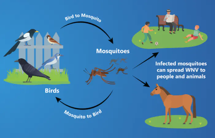 The image illustrates the West Nile Virus (WNV) transmission cycle between birds, mosquitoes, and its spread to humans and animals.
