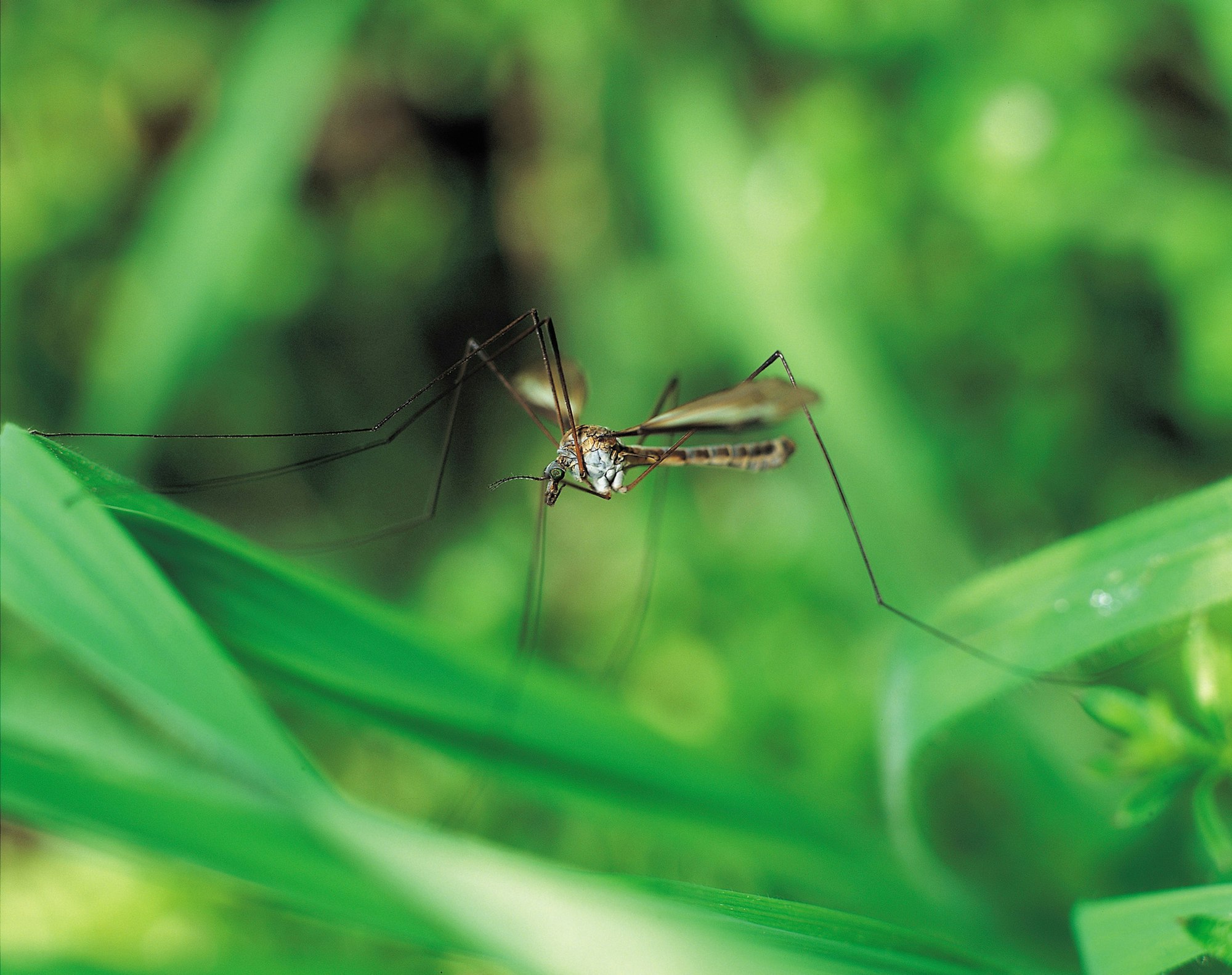 The image shows a close-up of a mosquito resting on a green leaf, highlighting its delicate features and long legs.