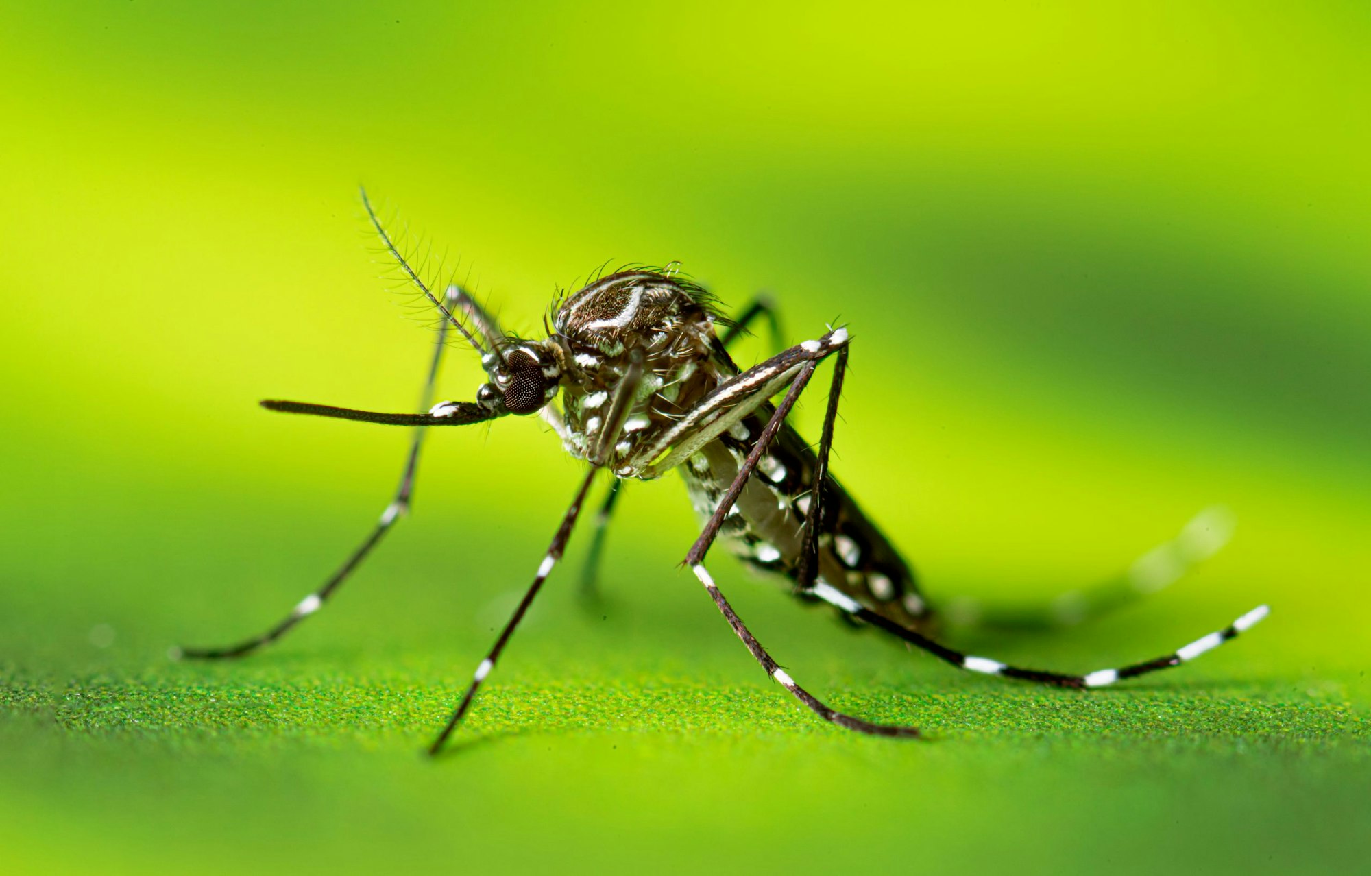 Close-up of a mosquito on a green surface, showcasing its detailed features.