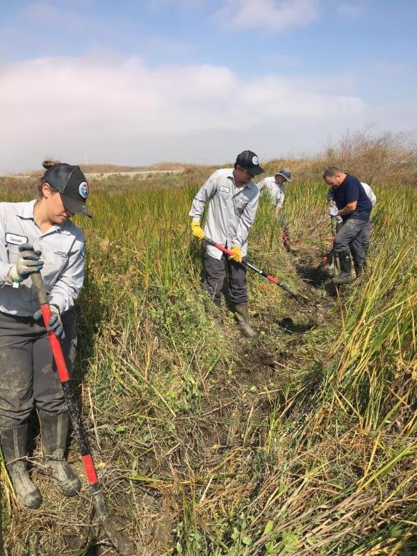 People working together in a wetland area, using tools to dig or maintain the ground amid tall grasses.