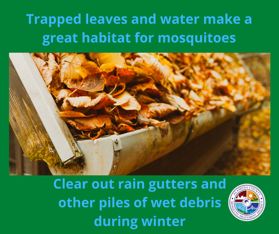 Remove trapped leaves and debris from gutters to prevent mosquito habitats during winter.