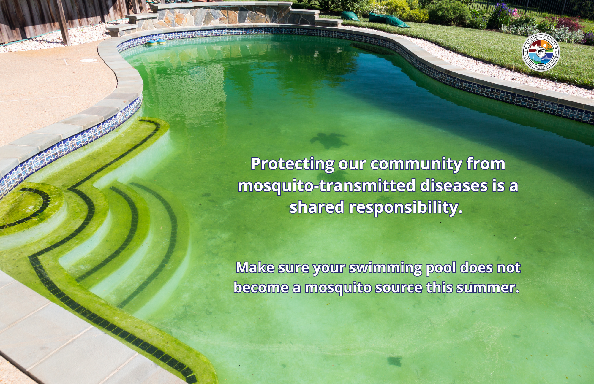 Image highlights the importance of preventing mosquito-borne diseases by maintaining clean swimming pools during summer.