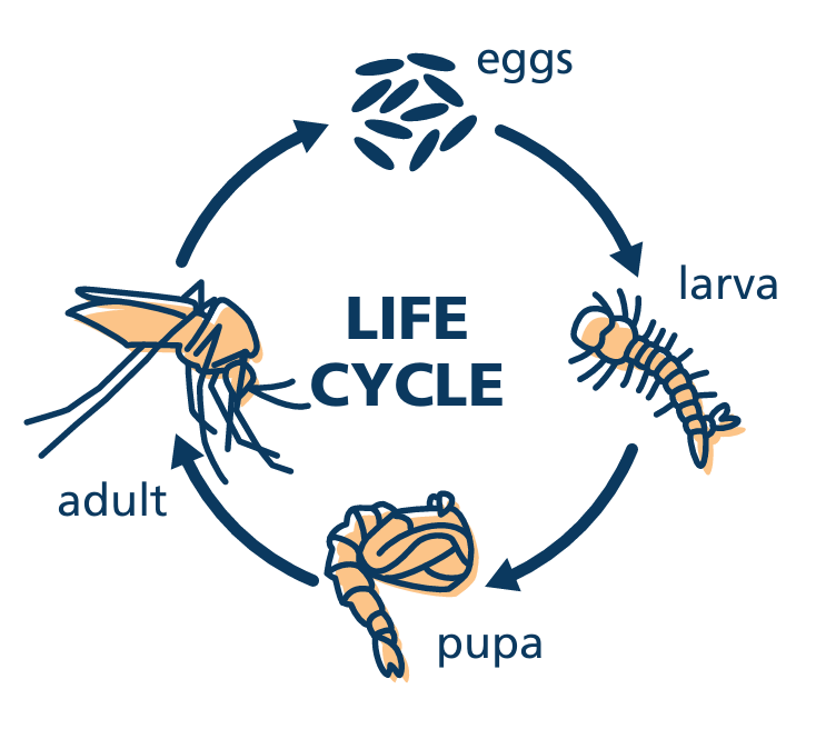Life cycle of a mosquito: eggs, larva, pupa, adult.