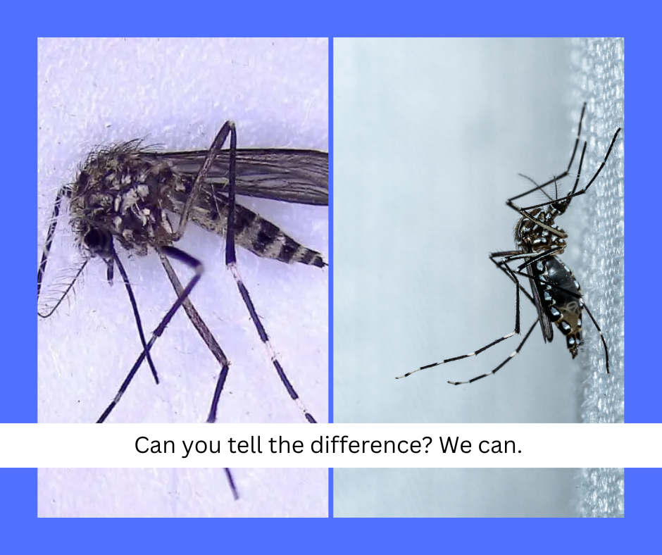 Two different mosquito species side by side with a caption: "Can you tell the difference? We can."