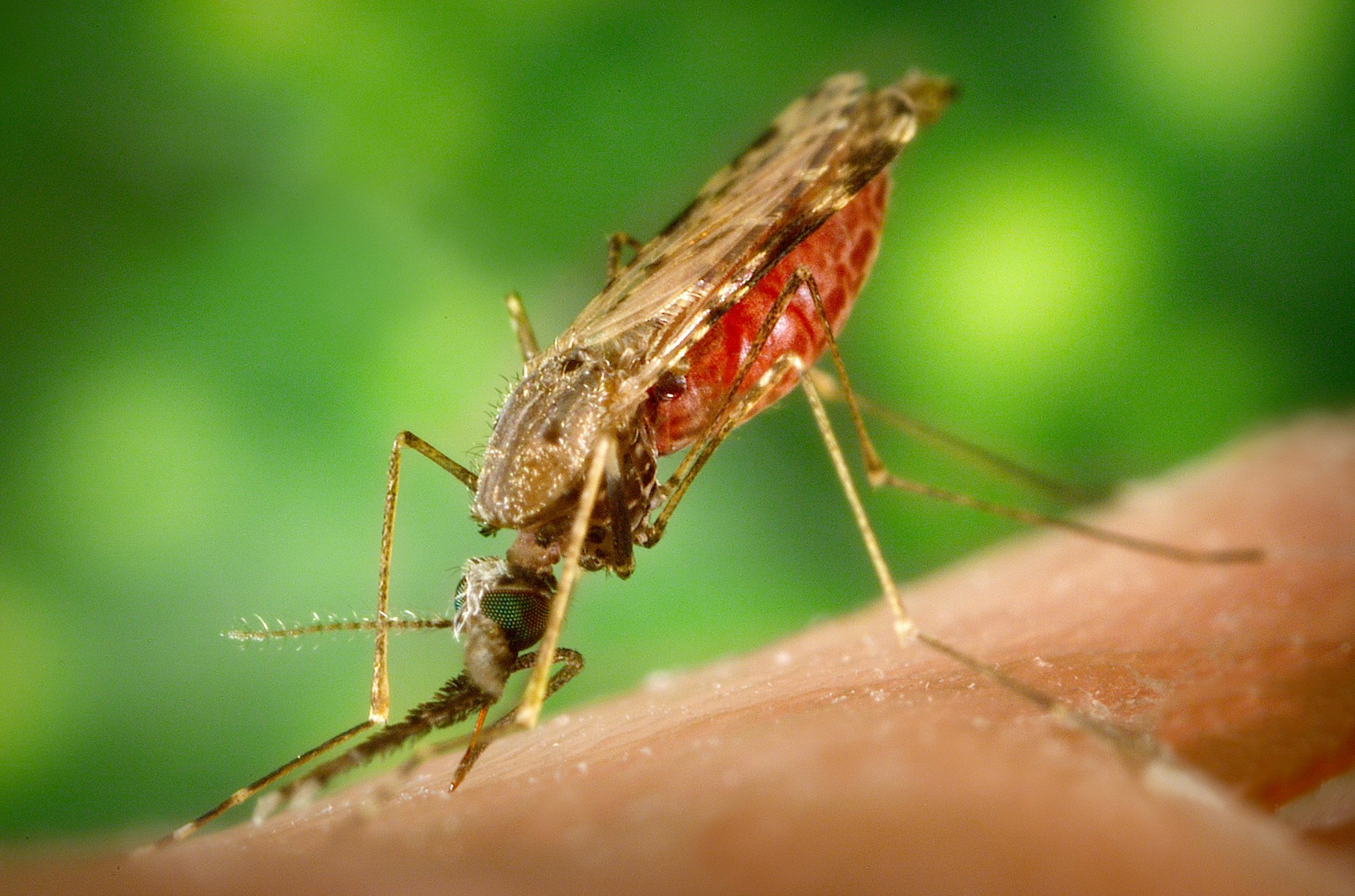 A close-up of a mosquito feeding on skin, highlighting its anatomy against a green background.
