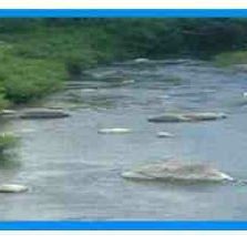 A river with rocks and greenery around.