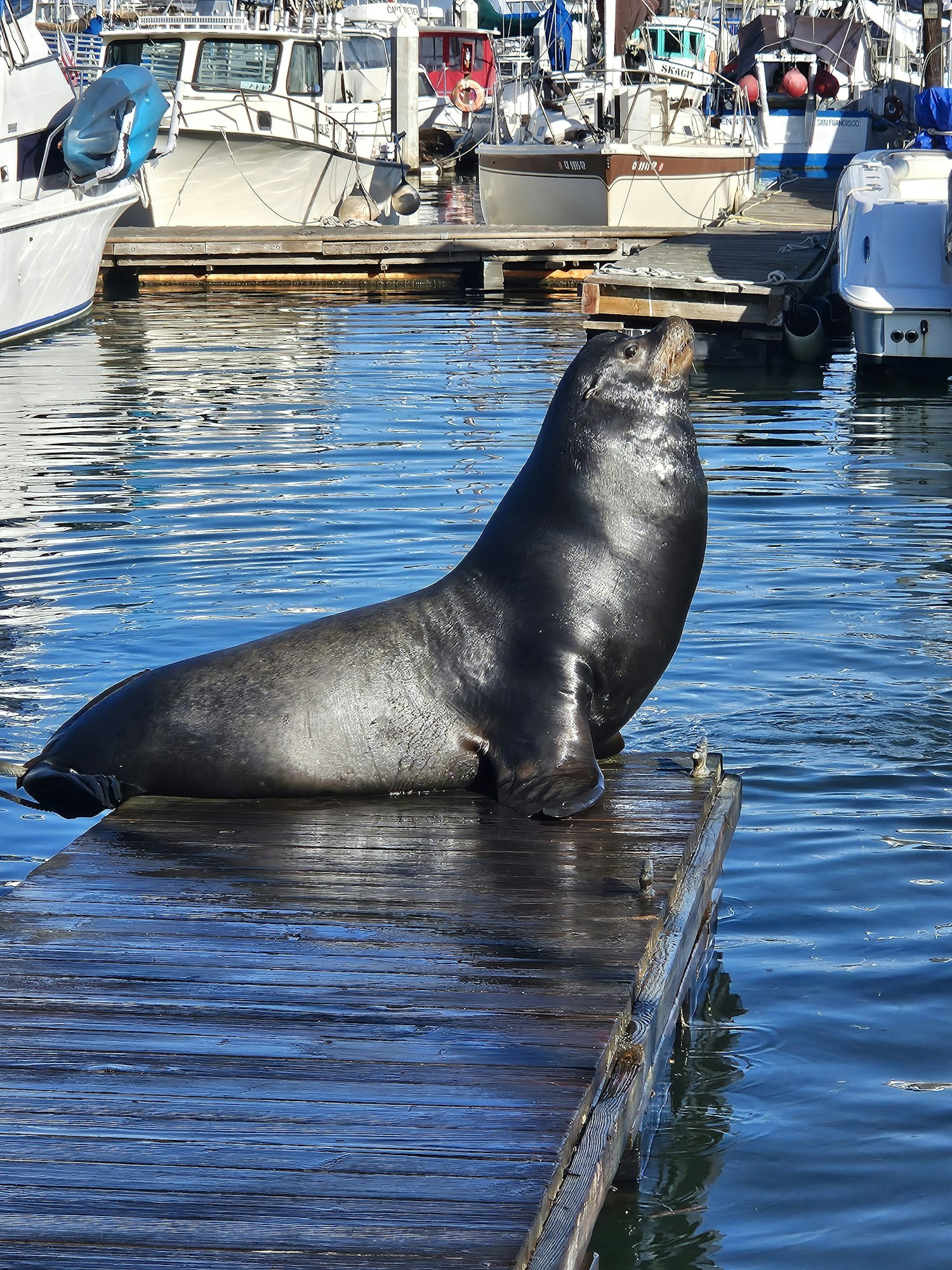 A seal rests on a wooden dock by a marina, surrounded by boats and calm blue water.