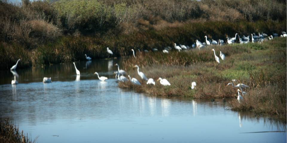 A group of white birds by a marshy waterbody, surrounded by grasses and shrubs.