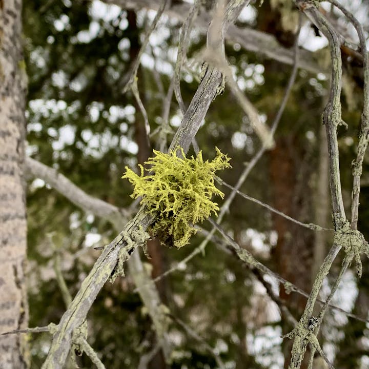 A close-up of yellow-green wolf lichen growing on a branch, with blurred branches and trees in the background.