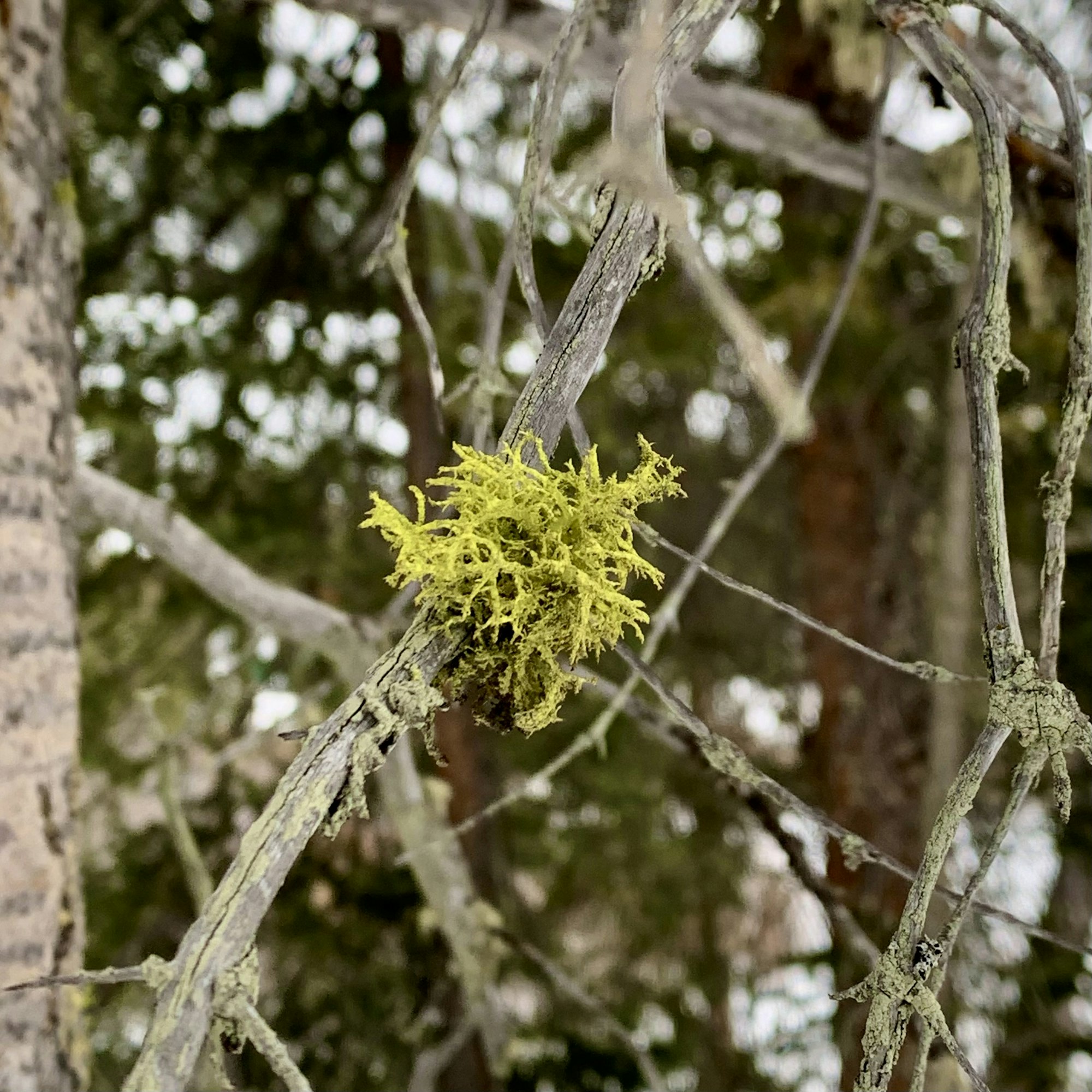 A close-up of yellow-green wolf lichen growing on a branch, with blurred branches and trees in the background.