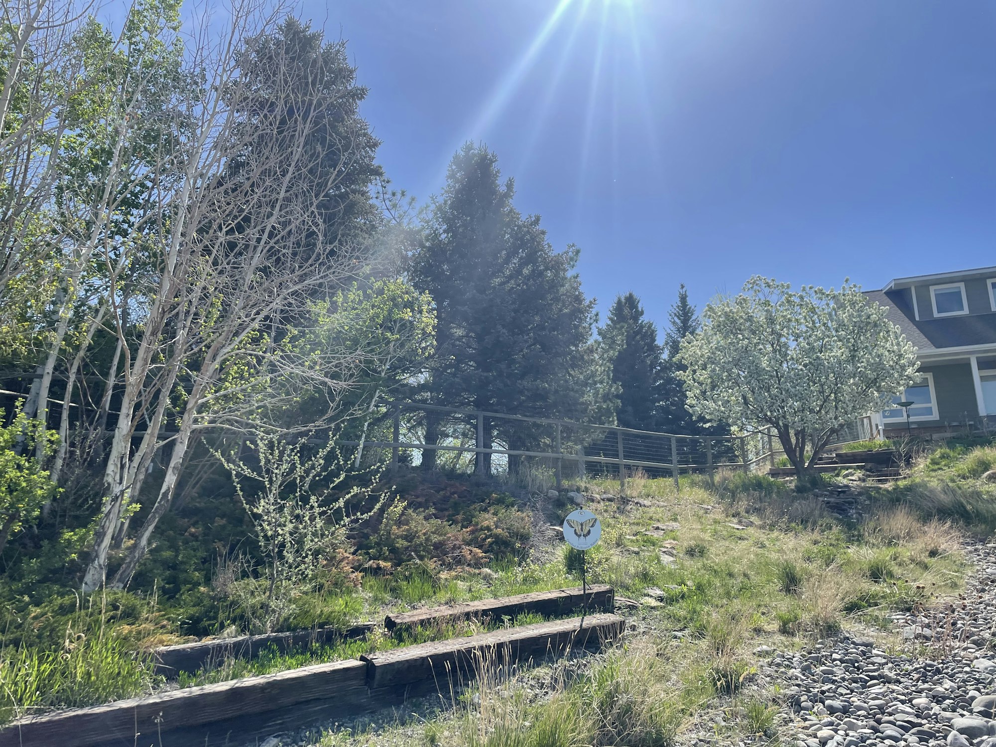 A sunny garden with trees, steps, and a house in the background.