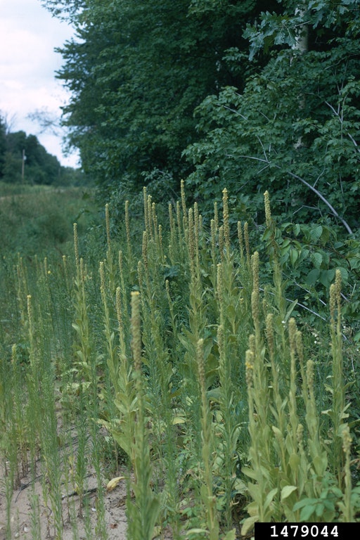 Mullein plants with slender green stalks and leaves in a grassy field next to a dense forest.