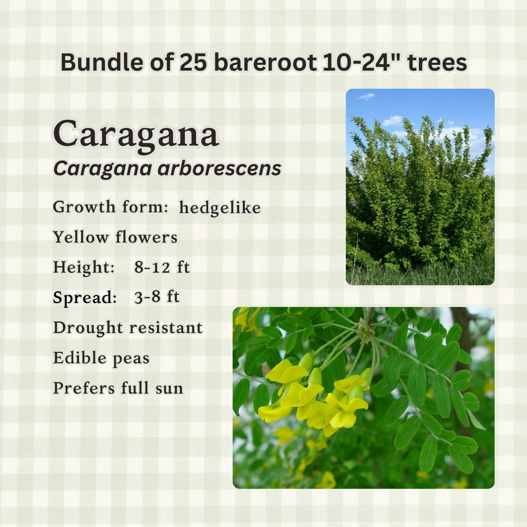 Bundle of 25 Caragana arborescens trees; hedgelike, yellow flowers, 8-12 ft height, drought resistant, edible peas, full sun preferred.