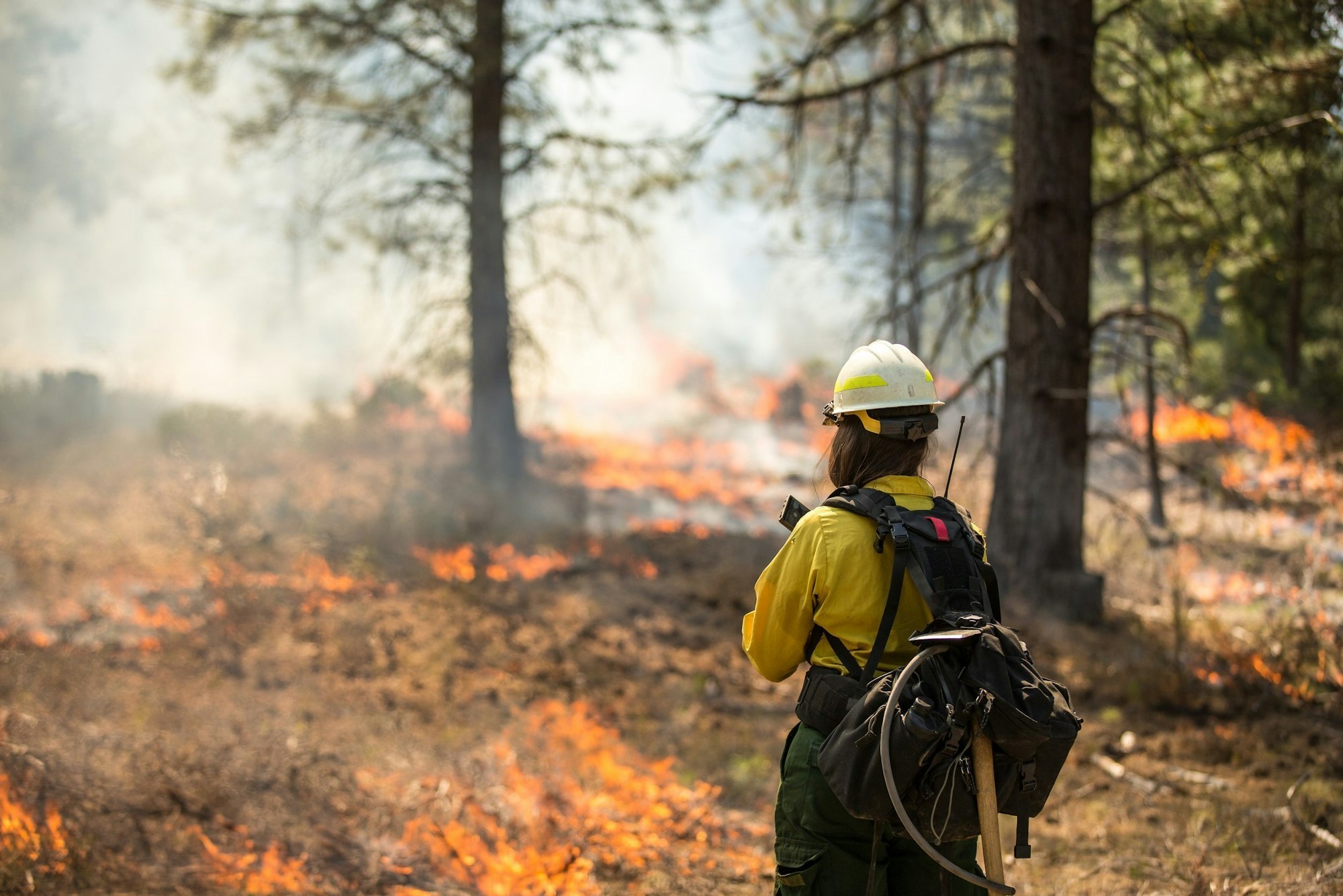 Firefighter in protective gear watching a wildfire in a forest.