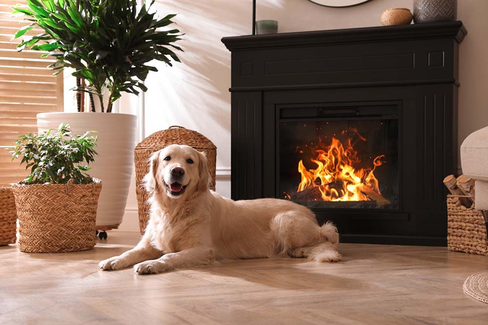 Golden Retriever lying on the floor by a fireplace, with indoor plants and woven baskets nearby.