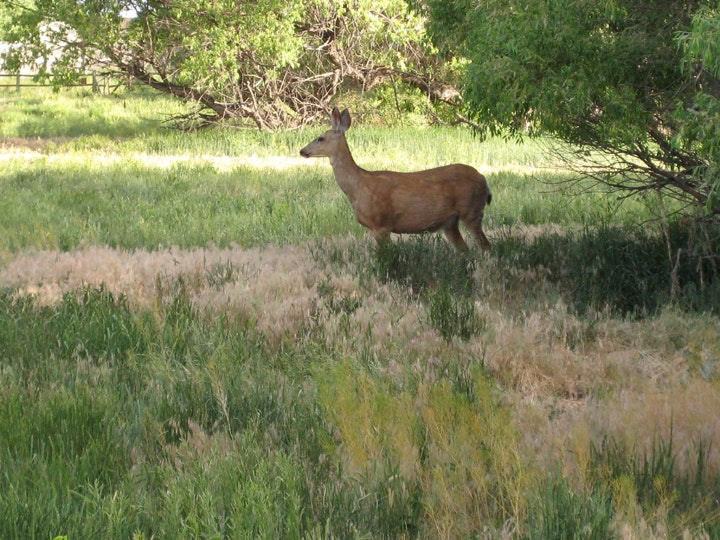 A deer in a green field with trees.